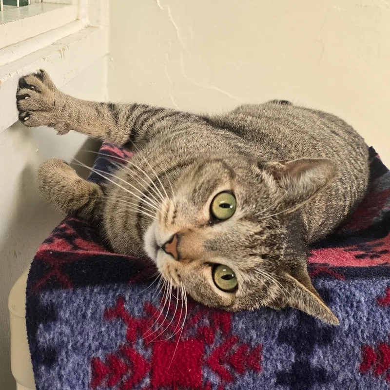 Mrs. Whiskers thumbnail 4