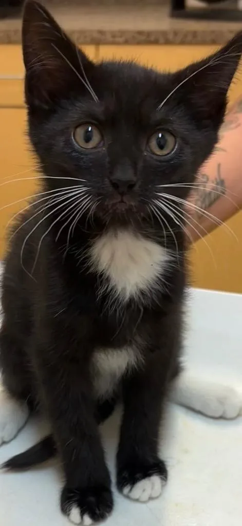 A baby small-sized male Domestic Short Hair cat named Gunner for adoption in Elizabethton, TN
