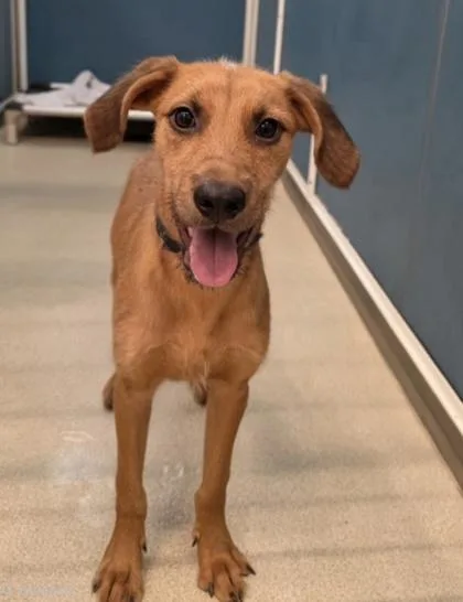 A baby medium-sized male Airedale Terrier dog named Fuse for adoption in Honolulu, HI