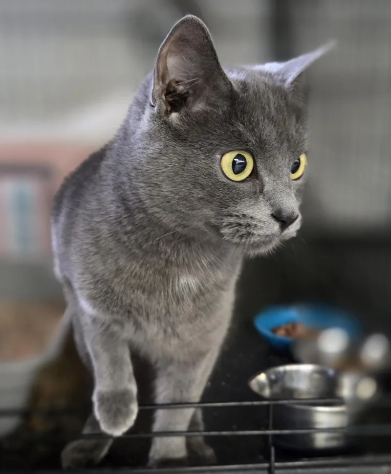 A young medium-sized female Gray / Blue / Silver Domestic Short Hair cat named Electra for adoption in Mansfield Center, CT