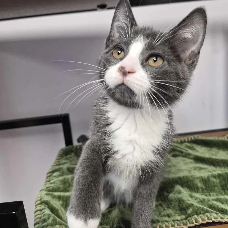 A baby small-sized male Gray / Blue / Silver Domestic Short Hair cat named Hyder for adoption in Davenport, IA