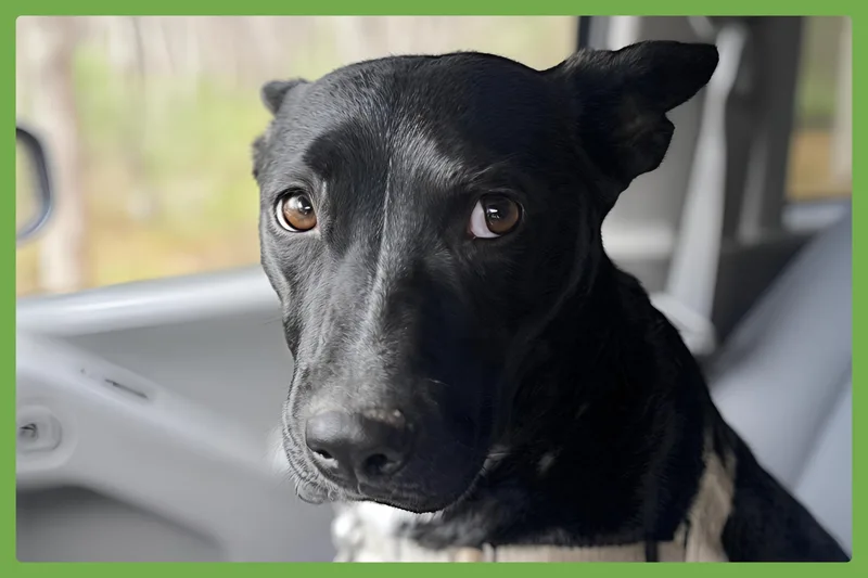 Roo thumbnail 2
