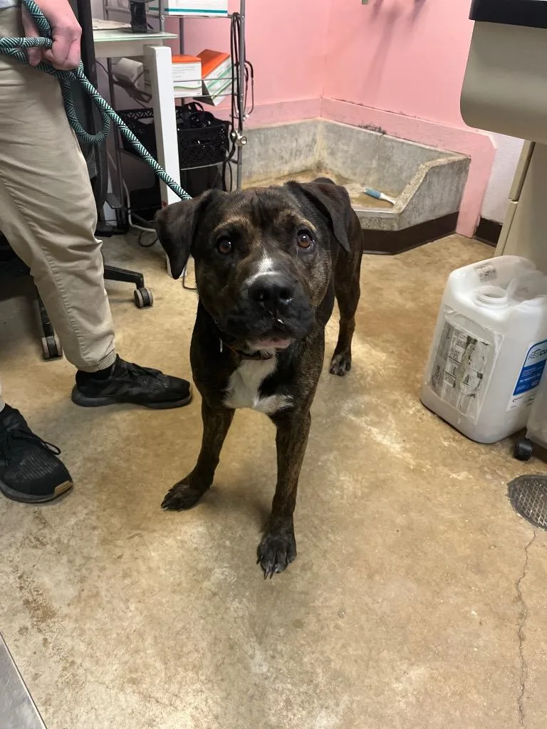 A young large-sized male Pit Bull Terrier dog named Butch for adoption in New Braunfels, TX