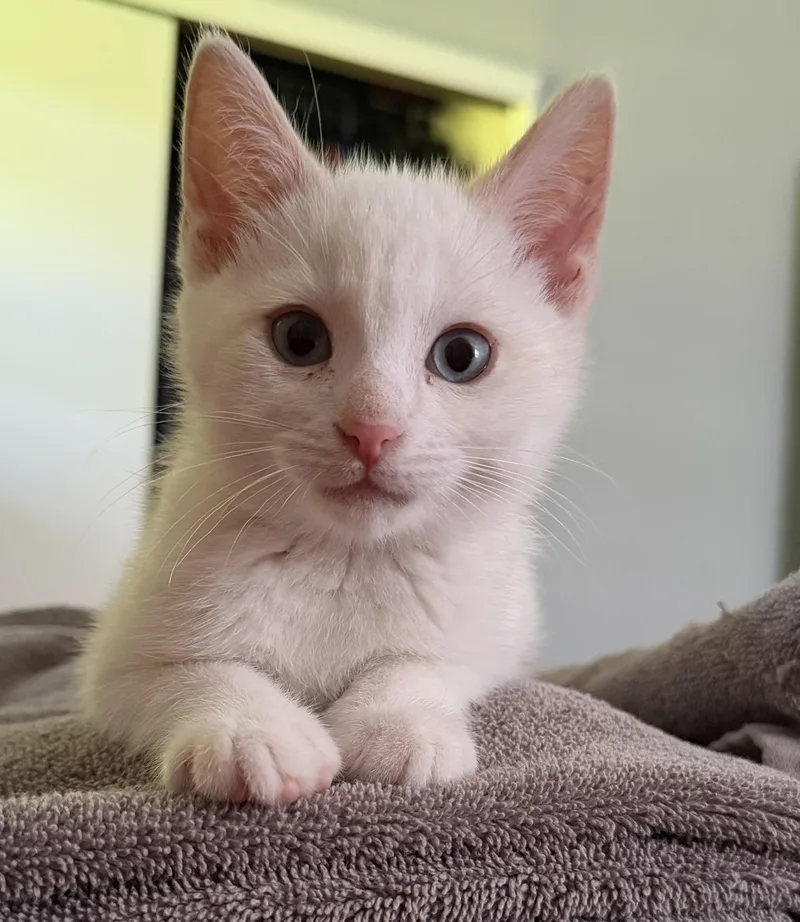 A young medium-sized male American Shorthair cat named Kameko for adoption in Franklin, OH