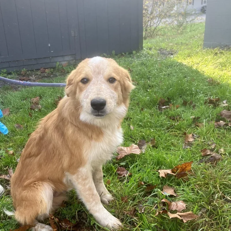 A young medium-sized male White / Cream Shepherd dog named McQueen for adoption in Alexandria, VA