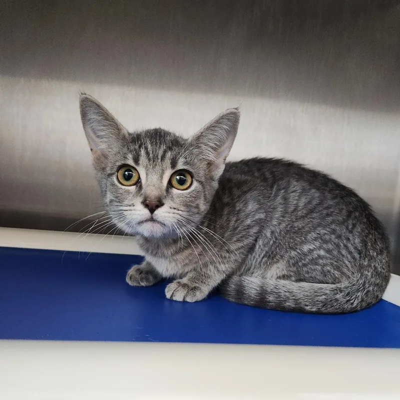 A baby small-sized female Gray / Blue / Silver Domestic Short Hair cat named Airdrop for adoption in Fort Wayne, IN