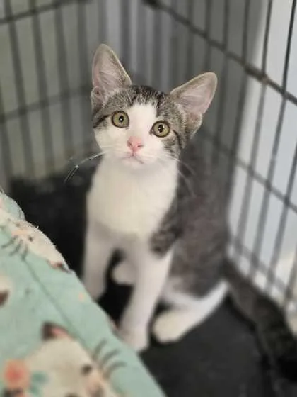 A young small-sized female Domestic Short Hair cat named Lily for adoption in Baton Rouge, LA