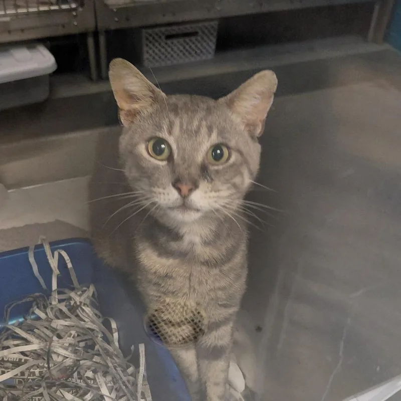 A young medium-sized male Gray / Blue / Silver Domestic Short Hair cat named Spartan for adoption in Philadelphia, PA