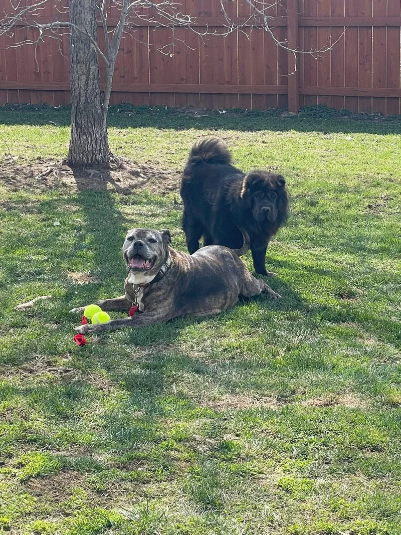 Mcgriddle thumbnail 5