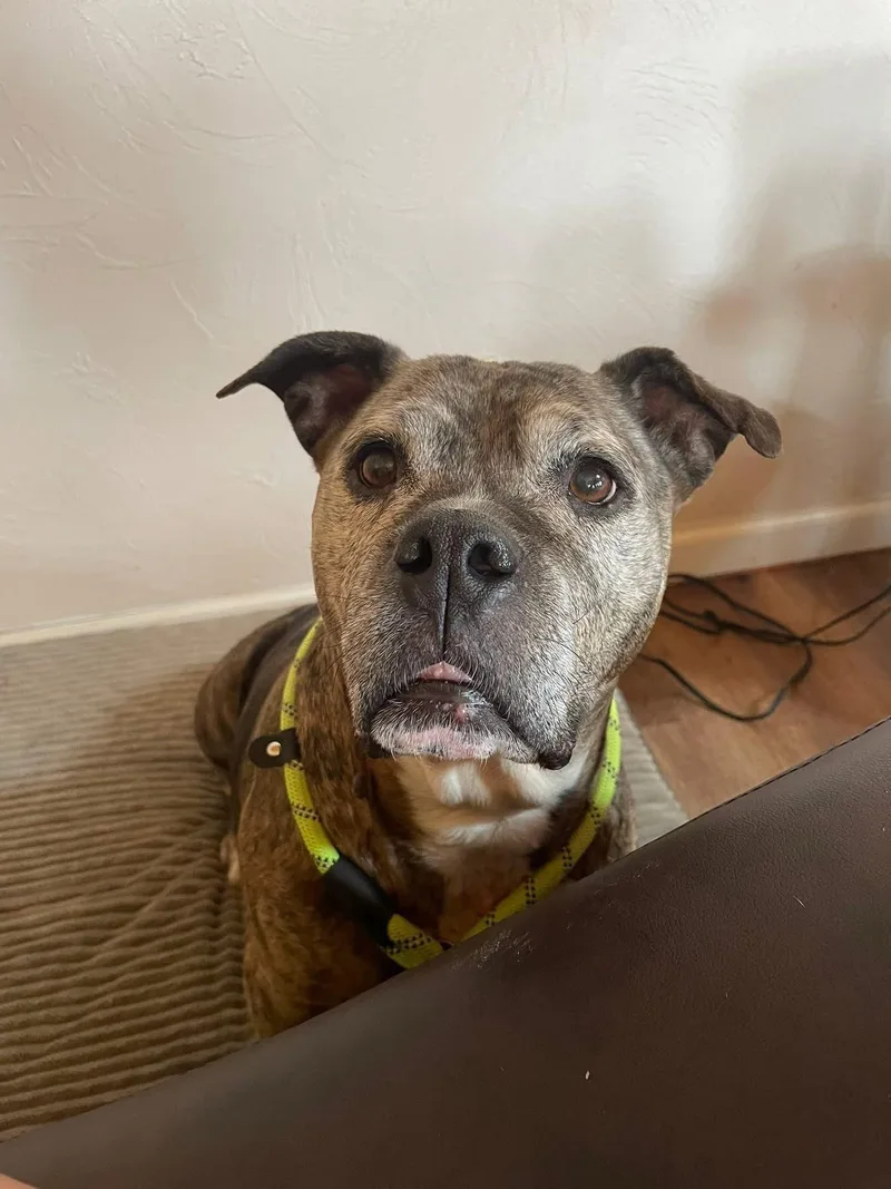 Mcgriddle thumbnail 6