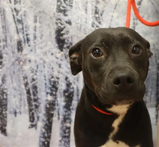 A young medium-sized female Mixed Breed dog named Toddy for adoption in Columbia, SC