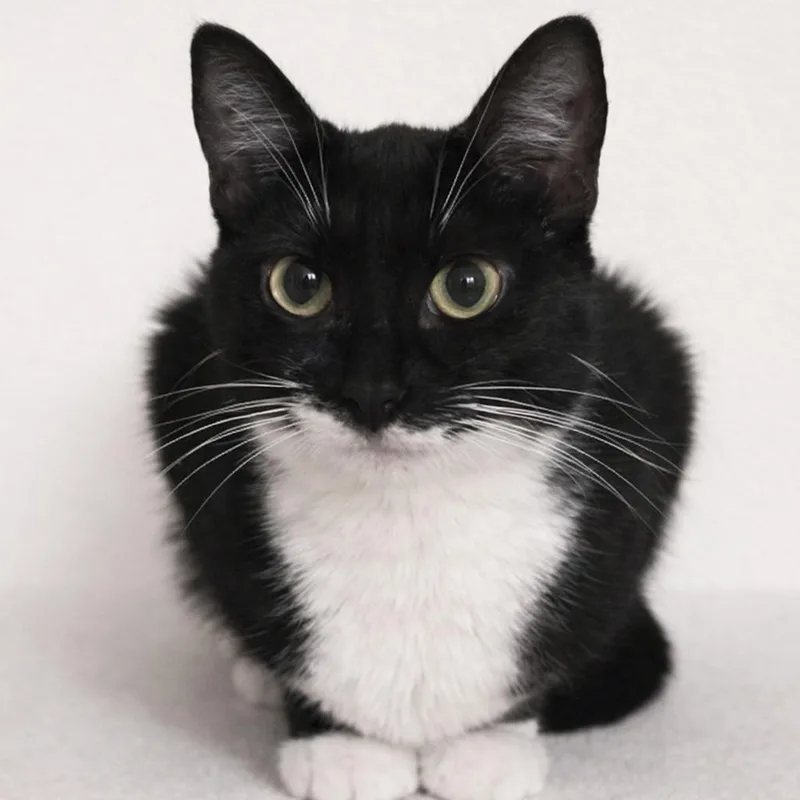 A young medium-sized female Black & White / Tuxedo Domestic Short Hair cat named Star for adoption in Liverpool, TX