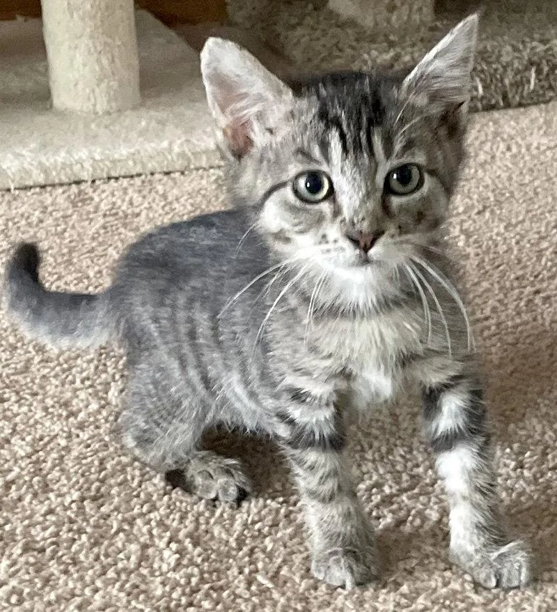 A baby medium-sized female Domestic Short Hair cat named Annabell for adoption in Ventura, CA