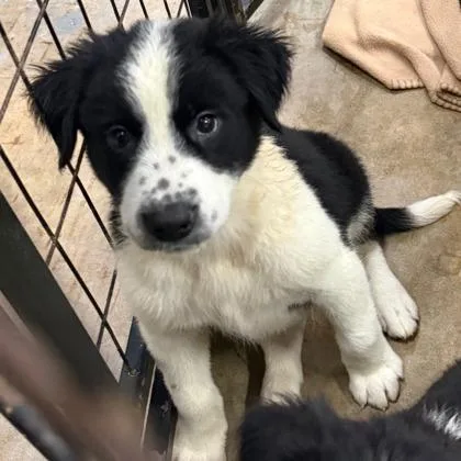 A baby large-sized male Bernese Mountain Dog dog named Edwin for adoption in Morton Grove, IL