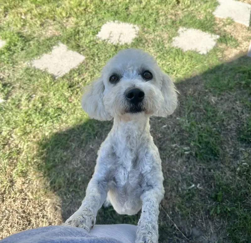 A young small-sized male White / Cream Cockapoo dog named Rune for adoption in Corona Del Mar, CA