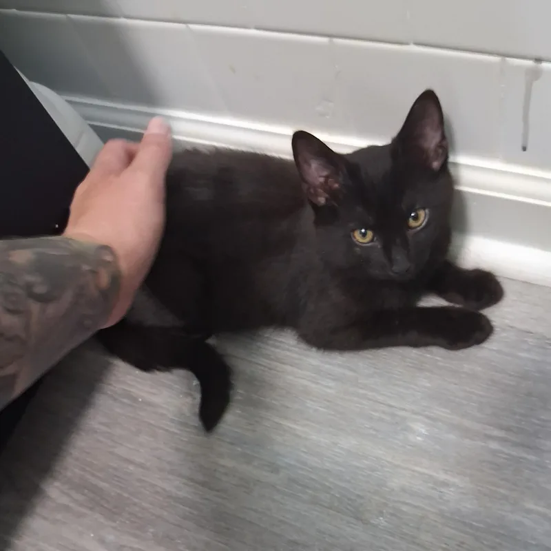 A baby medium-sized male Black Domestic Short Hair cat named Pacific for adoption in Richmond, VA