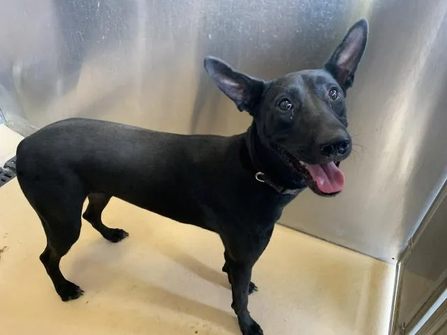 A young large-sized female Belgian Shepherd / Malinois dog named A for adoption in Thousand Palms, CA