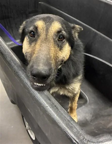 An adult large-sized male German Shepherd Dog dog named Cruisin for adoption in Phoenix, AZ