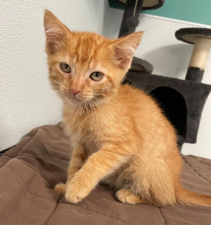 A young medium-sized female Domestic Short Hair cat named Clementine for adoption in Batesville, AR