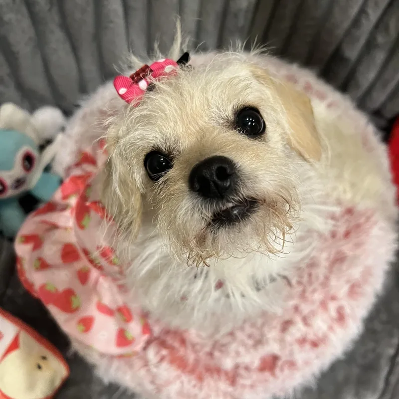 An adult small-sized female Apricot / Beige Terrier dog named Alehezia Jr for adoption in West Hollywood, CA