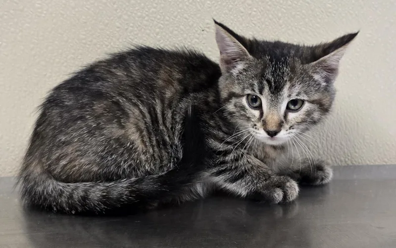 A baby medium-sized male Domestic Short Hair cat named Zara for adoption in Brainerd, MN