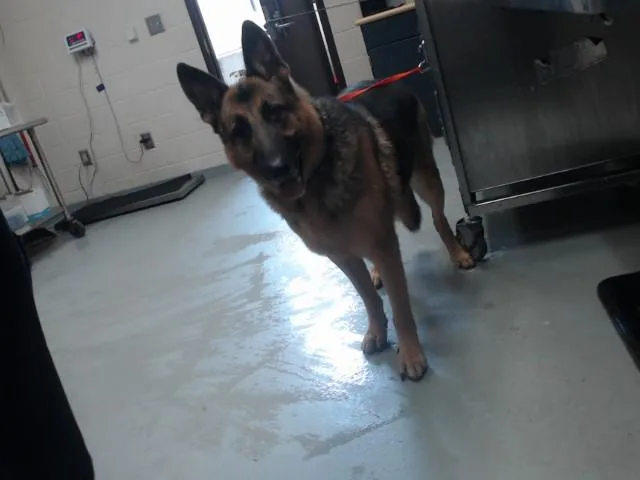 An adult large-sized male German Shepherd Dog dog named Oscar for adoption in Fayetteville, NC
