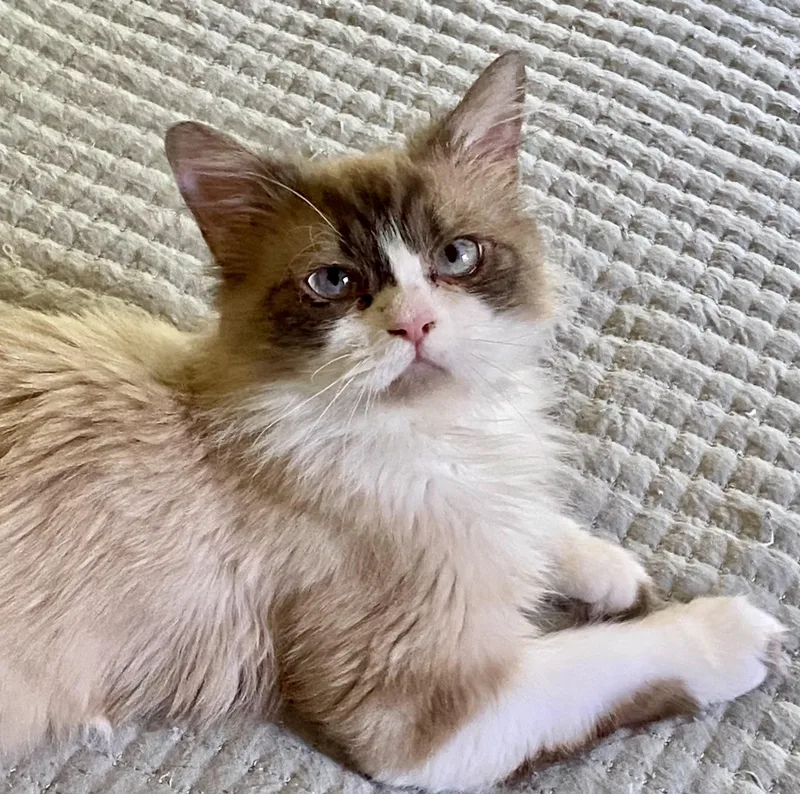 A young medium-sized male Buff & White Ragdoll cat named Claude for adoption in Middletown, DE