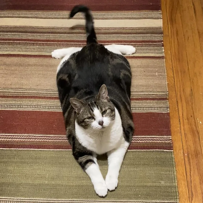 A senior extra large-sized female Brown / Chocolate Domestic Short Hair cat named Mitatsu for adoption in New York, NY