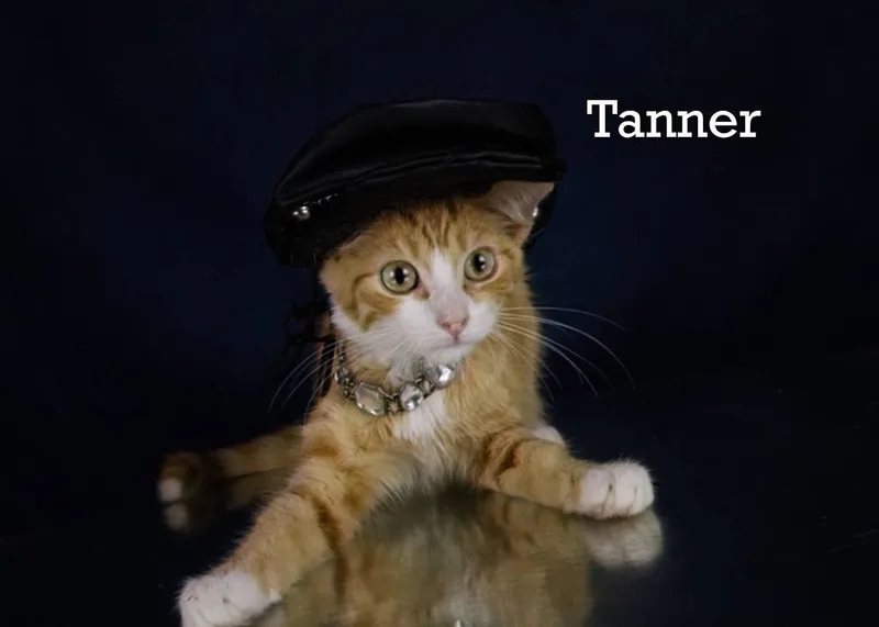 A young medium-sized male Tabby (Orange / Red) Tabby cat named Tanner for adoption in York, NE