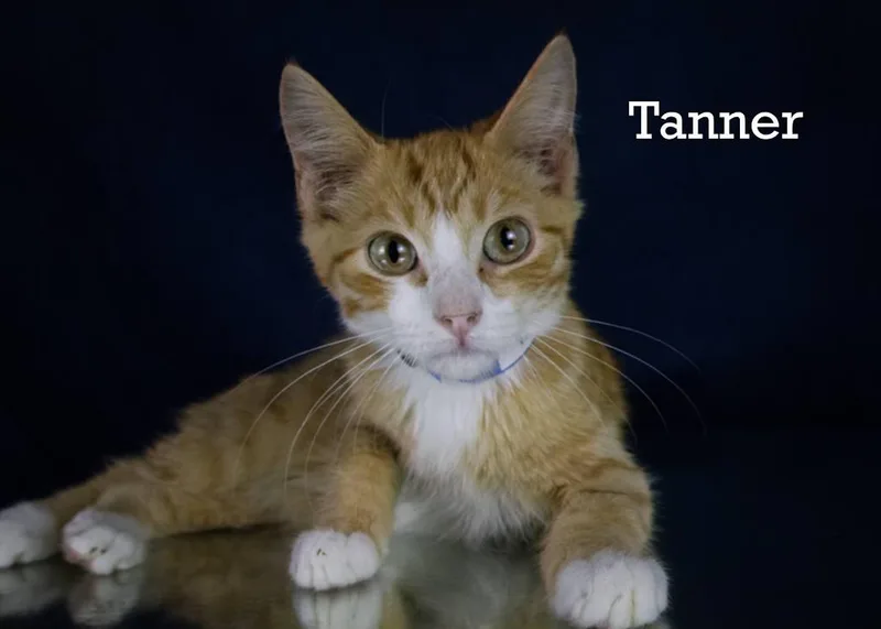 Tanner thumbnail 3