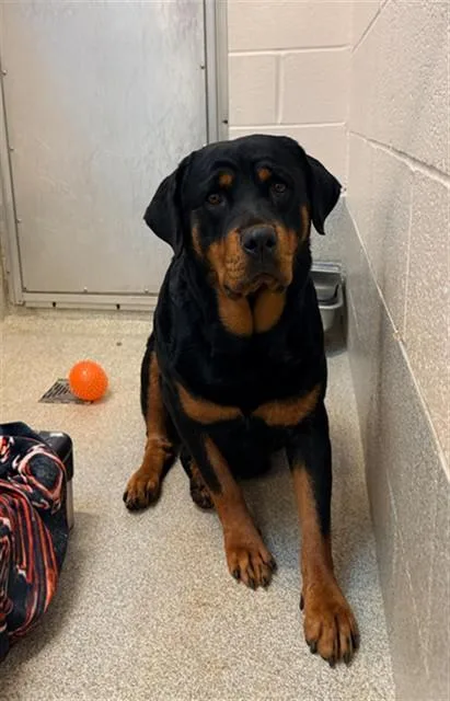 An adult extra large-sized female Rottweiler dog named Bessie for adoption in Statesville, NC