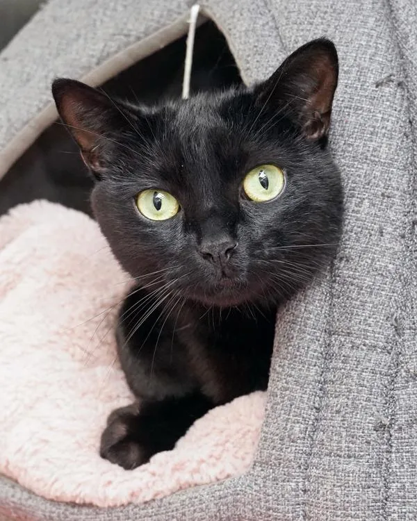 An adult small-sized male Domestic Short Hair cat named Roo for adoption in Novato, CA