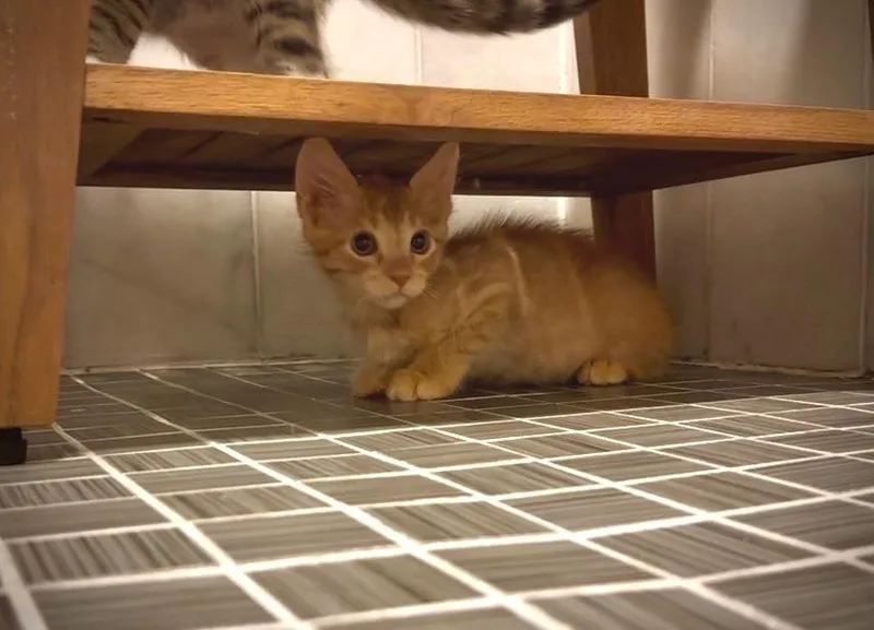 A baby small-sized male Tabby cat named Ron Burgandy for adoption in Dallas, TX