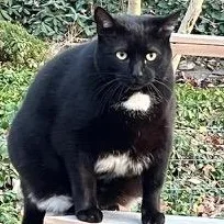 An adult large-sized female Domestic Short Hair cat named Missy & Sissy  for adoption in Clifton, NJ