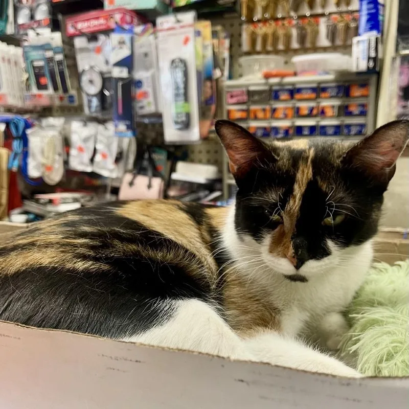 A young large-sized female Orange / Red Domestic Short Hair cat named Beauty for adoption in Westhampton, NY