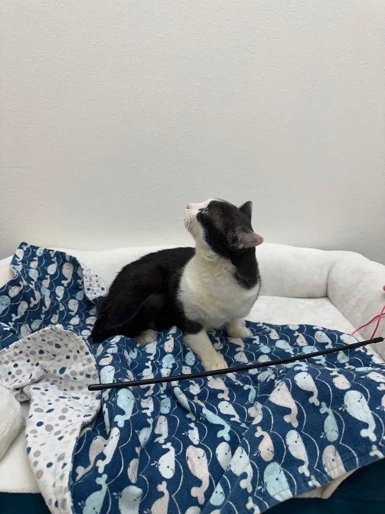 A young medium-sized male Domestic Short Hair cat named Bob for adoption in Newberg, OR