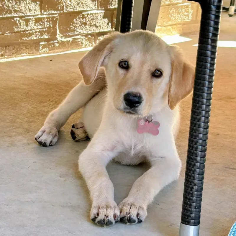 A baby small-sized female Mixed Breed dog named Honey for adoption in Little Rock, AR