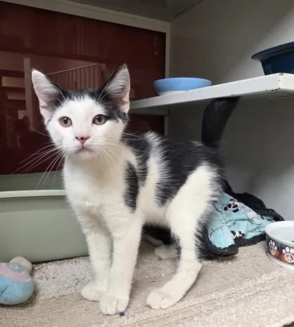 A young small-sized male Domestic Medium Hair cat named Plum for adoption in Phoenix, AZ