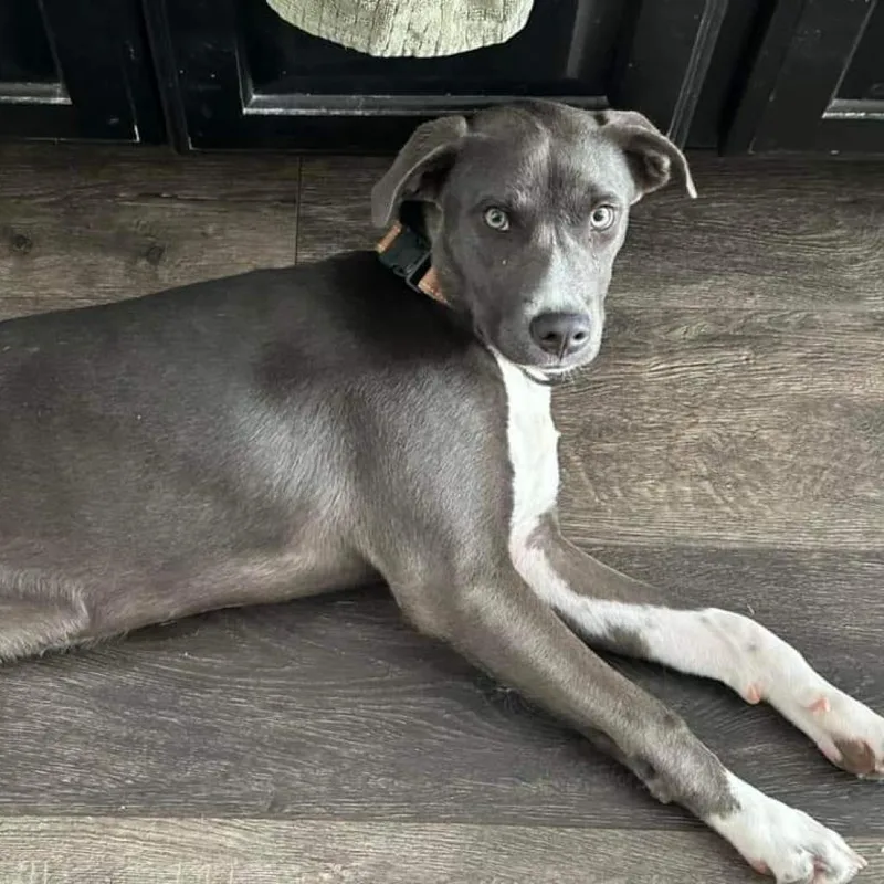 An adult medium-sized female Gray / Blue / Silver Labrador Retriever dog named Judo for adoption in Houston, TX
