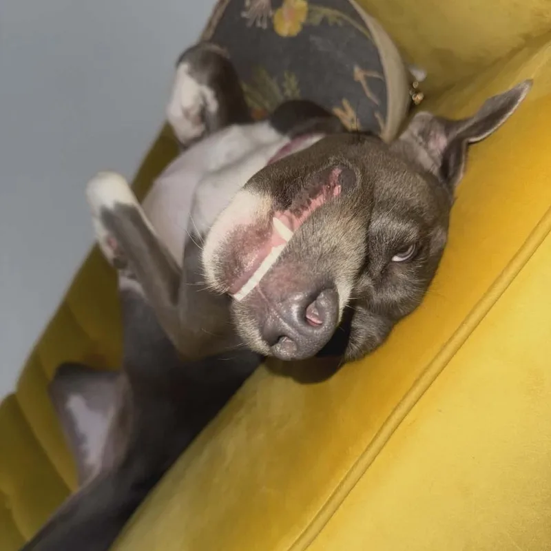 Judo thumbnail 4