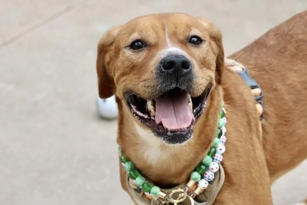 An adult large-sized female Mixed Breed dog named Coco for adoption in Staten Island, NY