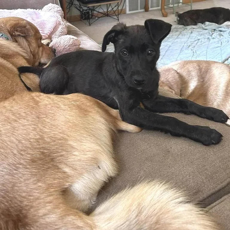 A baby small-sized female Black Mixed Breed dog named Bean for adoption in West Olive, MI
