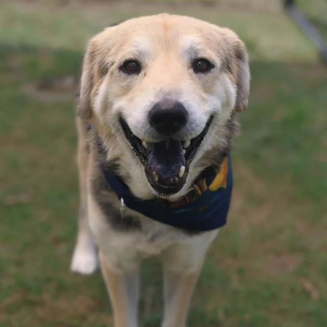 A senior large-sized male Shepherd dog named Bixby for adoption in San Antonio, TX