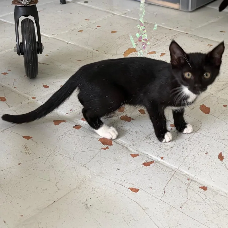 A baby small-sized female Domestic Short Hair cat named Poppy for adoption in West Palm Beach, FL