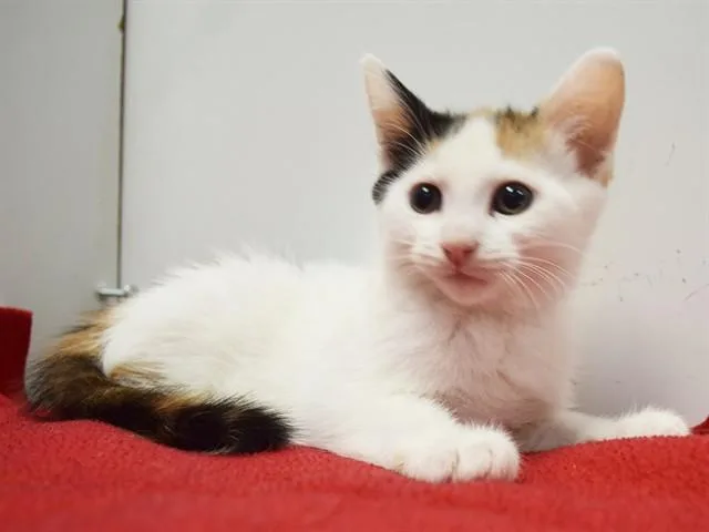 A baby small-sized female Domestic Short Hair cat named Spaysugar for adoption in Sacramento, CA