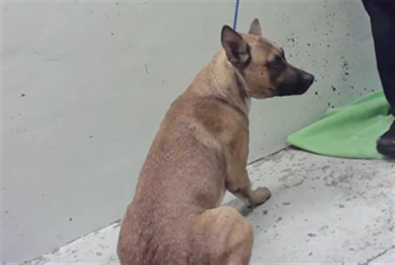 A young large-sized male German Shepherd Dog dog named Condor for adoption in Houston, TX