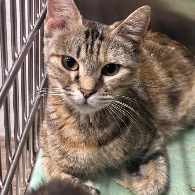 An adult small-sized female Calico Domestic Short Hair cat named Warden for adoption in Hinesville, GA
