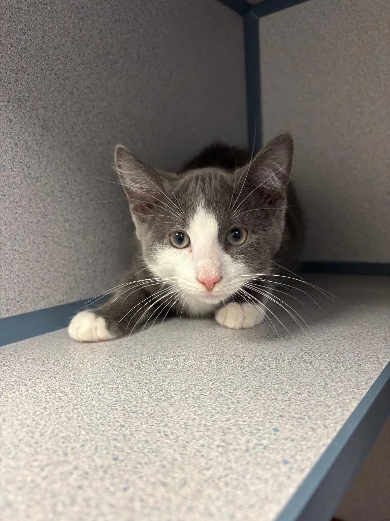 A baby large-sized male Domestic Short Hair cat named Akamaru for adoption in Liverpool, NY