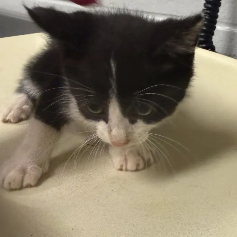 A baby small-sized male White Domestic Short Hair cat named Clove for adoption in Greenville, SC