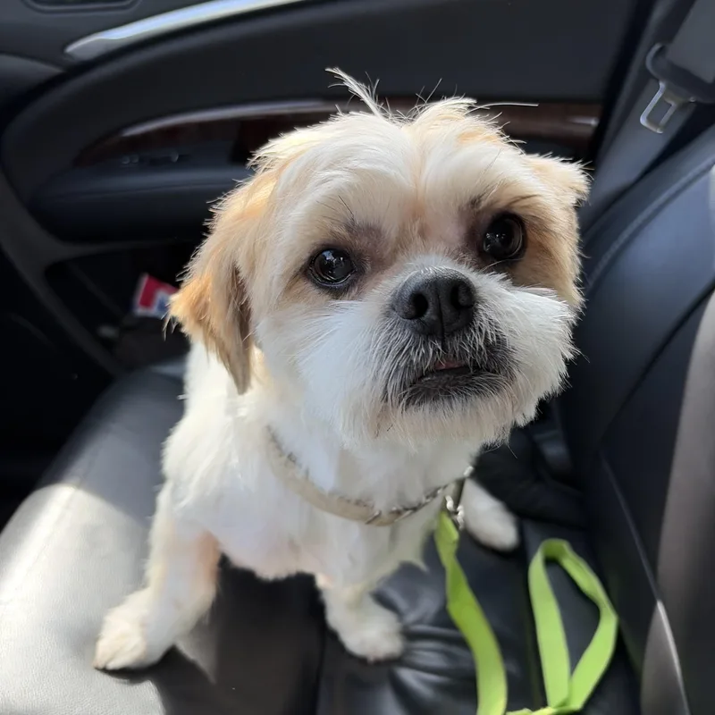 An adult small-sized male Shih Tzu dog named Levi for adoption in Gainesville, VA